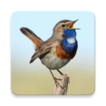 russian birds songs android application logo